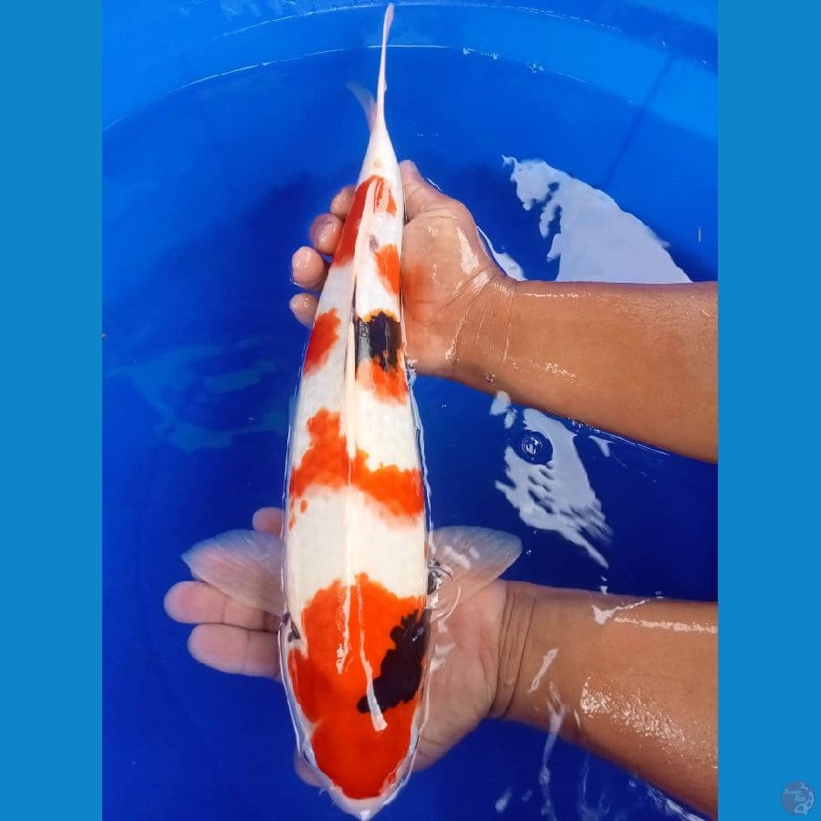 showa maroten 46cm