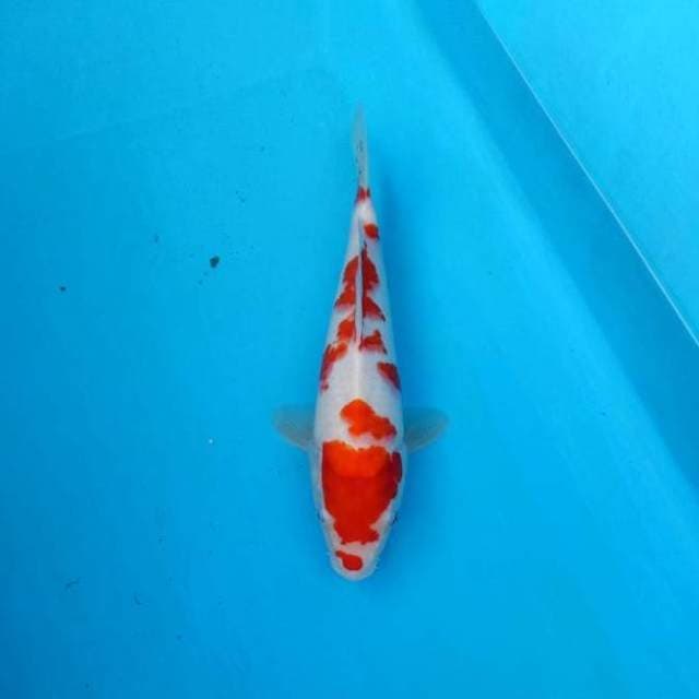 Sakura kohaku F1 28cm