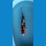 showa jantan 45cm