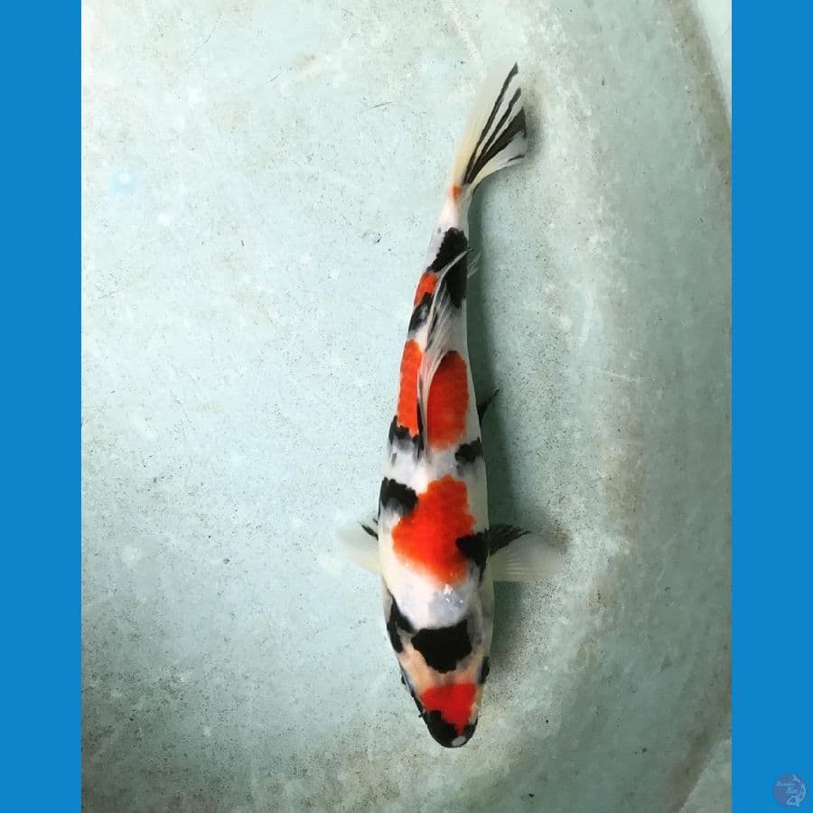 25cm