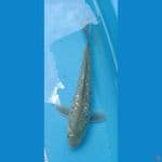 27cm Soragoi Sisik Naga Ginrin