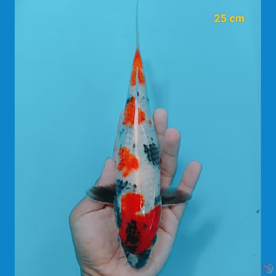 kindai showa 25 cm