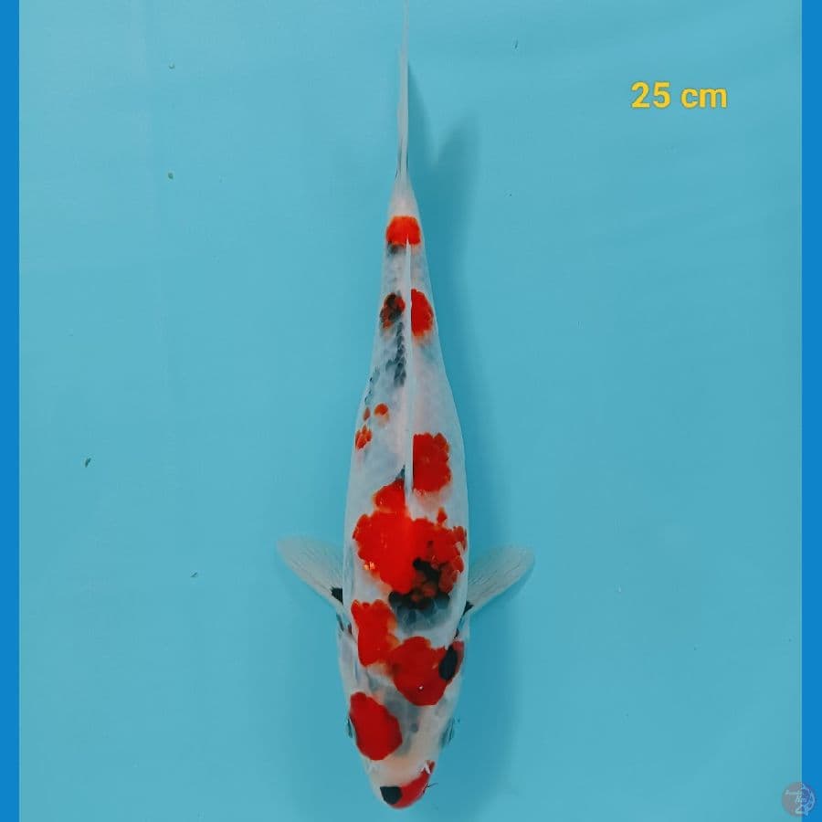 SQ showa 25 cm