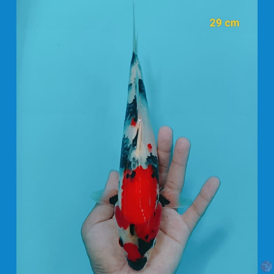 Showa strong 29 cm