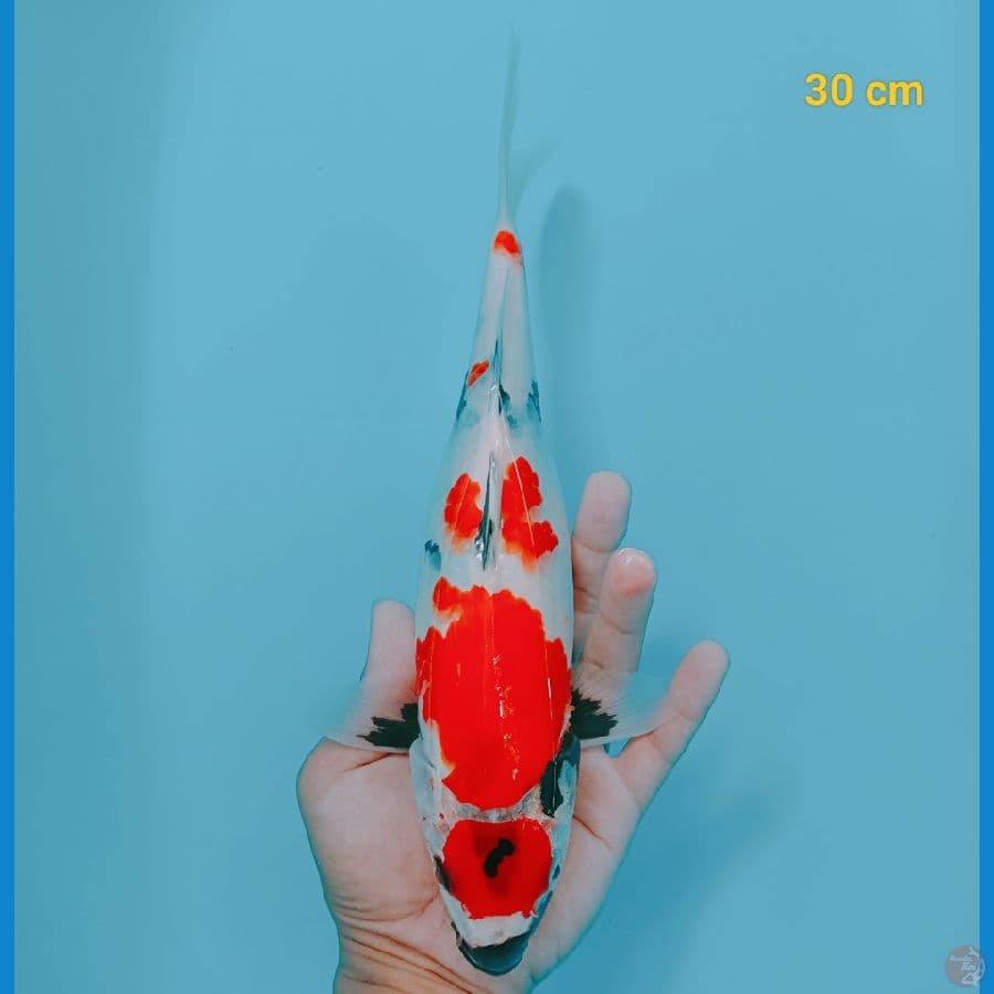 SQ maruten 30 cm