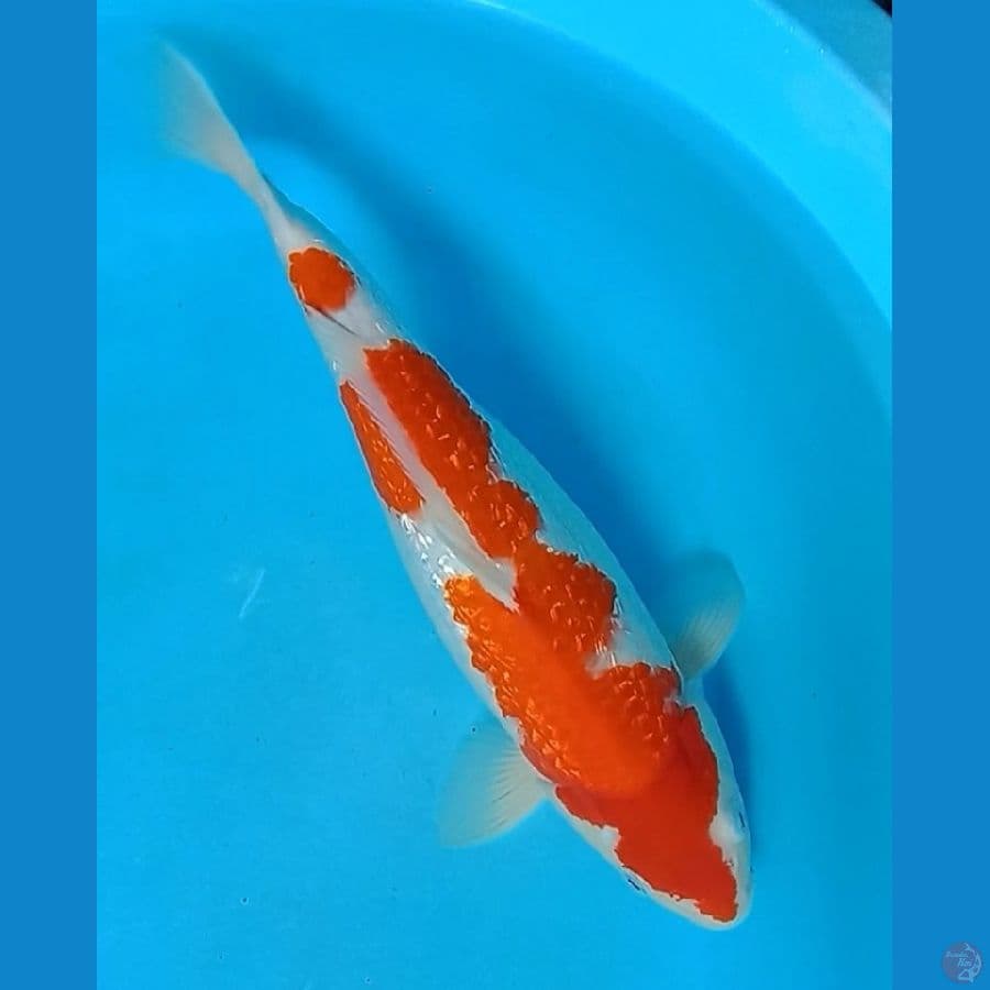 Kohaku Ginrin