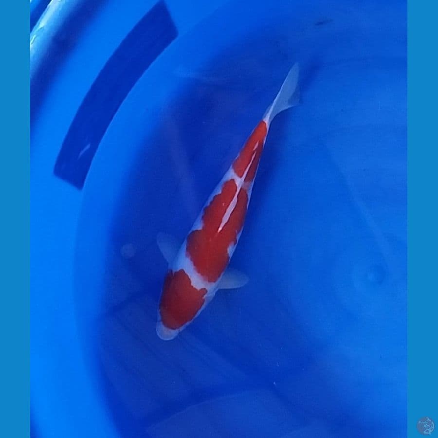 Kohaku 