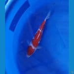 Kohaku 