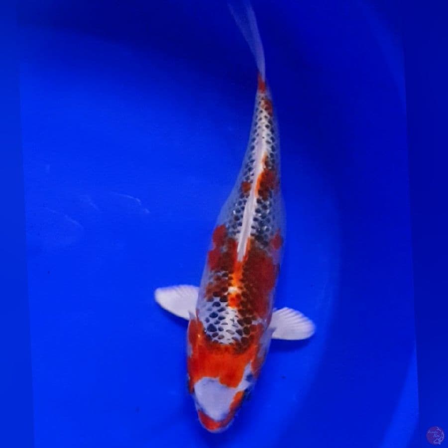 KOJAKU 24CM