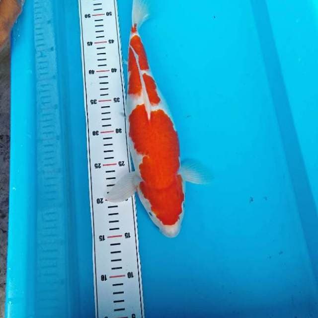 BULKY KOHAKU