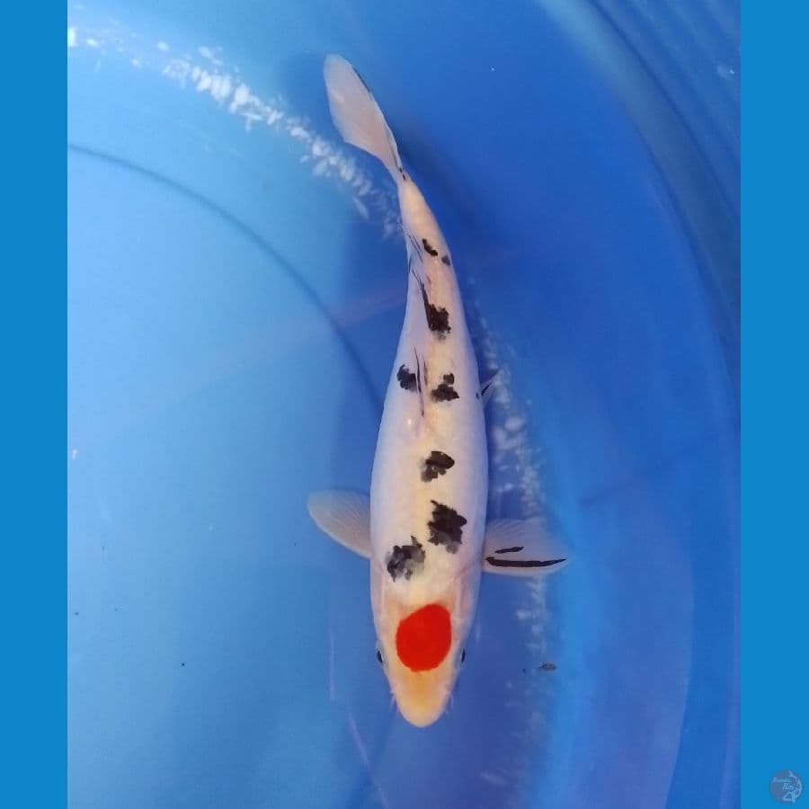 sanke F 29