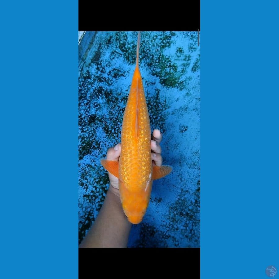 chagoi caramel ginrin FM