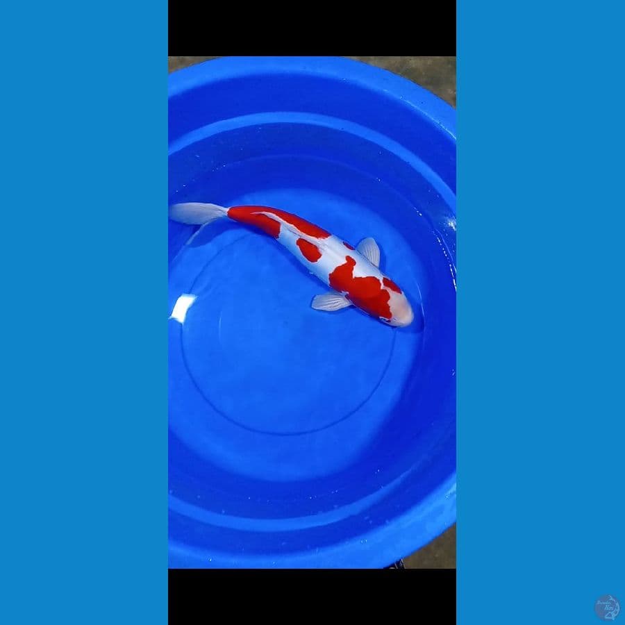 KOHAKU DOITSU MURNI (MALE) 45CM