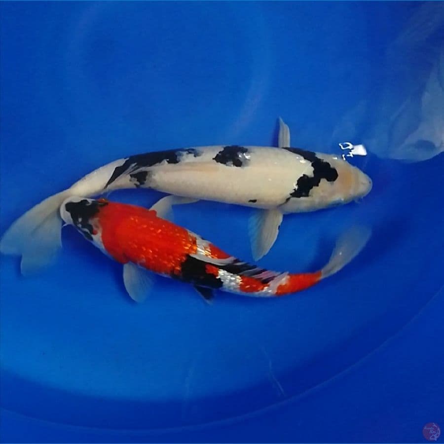 30-34cm