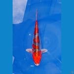 KUJAKU RED STRONG 27CM