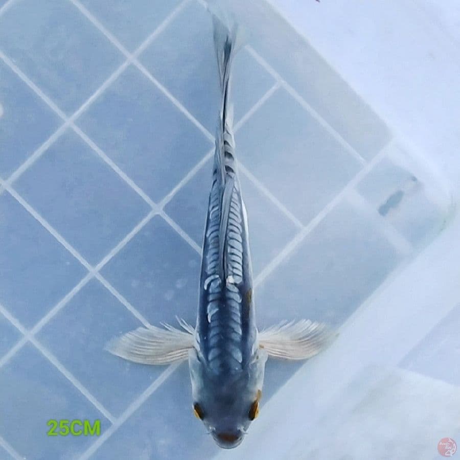 AntiX 1 - Kumpay 25CM