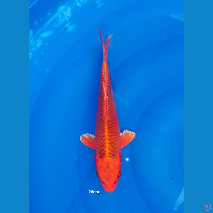 KIN MATSUBA (HIKARIMONO) 26CM