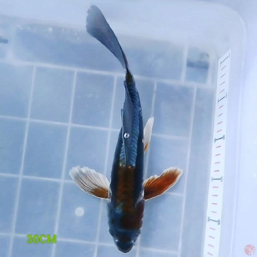 AntiX 3 - Kumpay 30CM