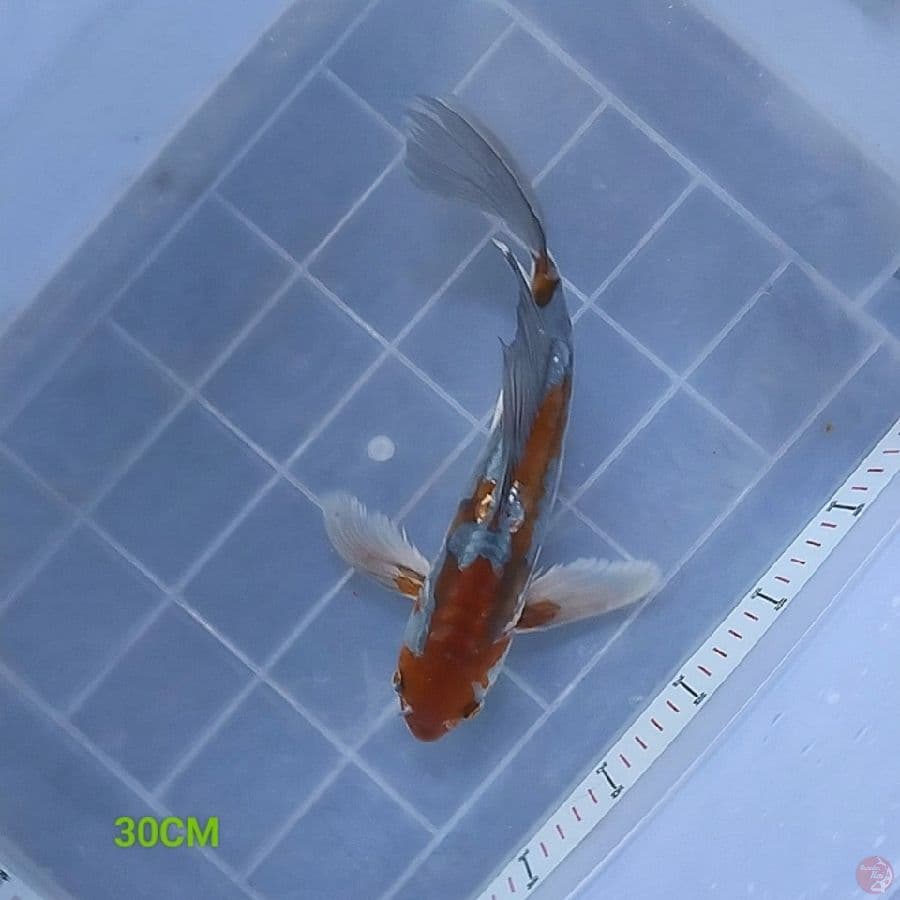 AntiX 4 - Kumpay 30CM