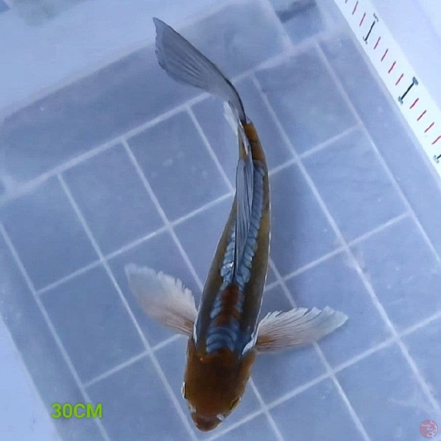AntiX 5 - Kumpay 30CM