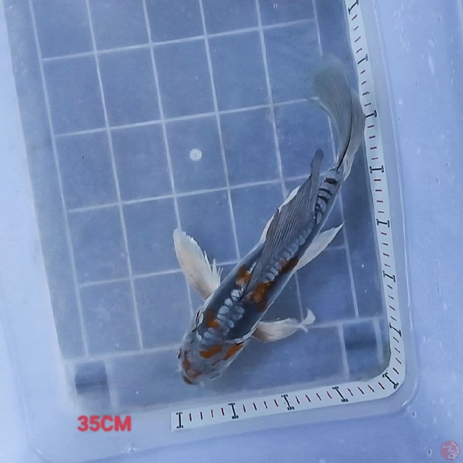 Antix 7 - Kumpay Slayer 35CM