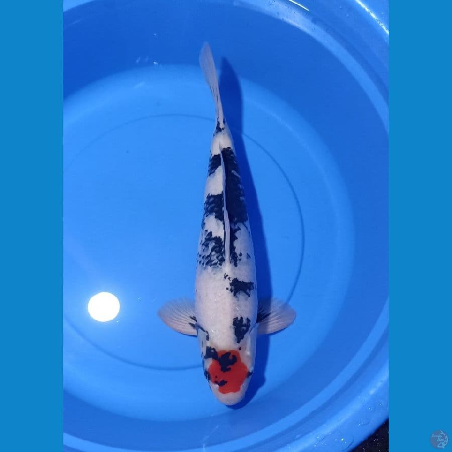 TANCHO SHOWA ORYGINAL 46 CM MALE 