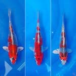 KUJAKU (PAKET 3 EKOR) 24-26CM