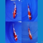 kohaku doitsu murni