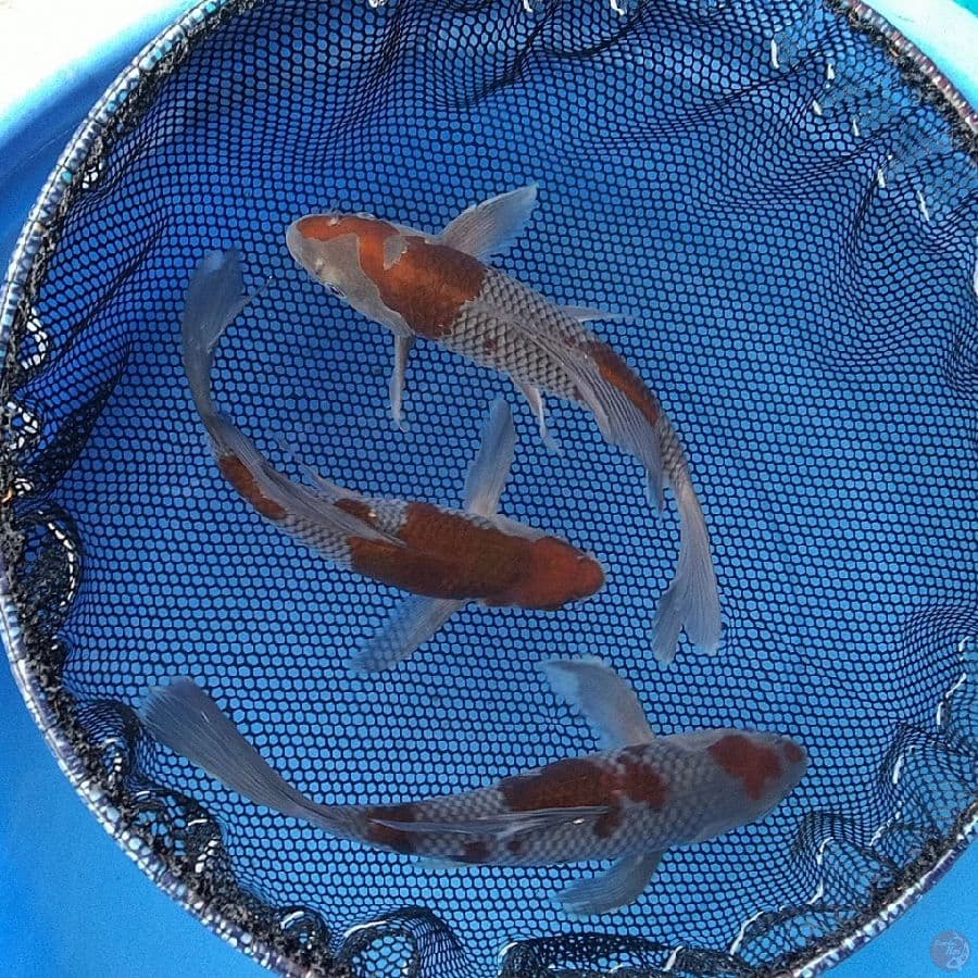 OCHIBA KUMPAY