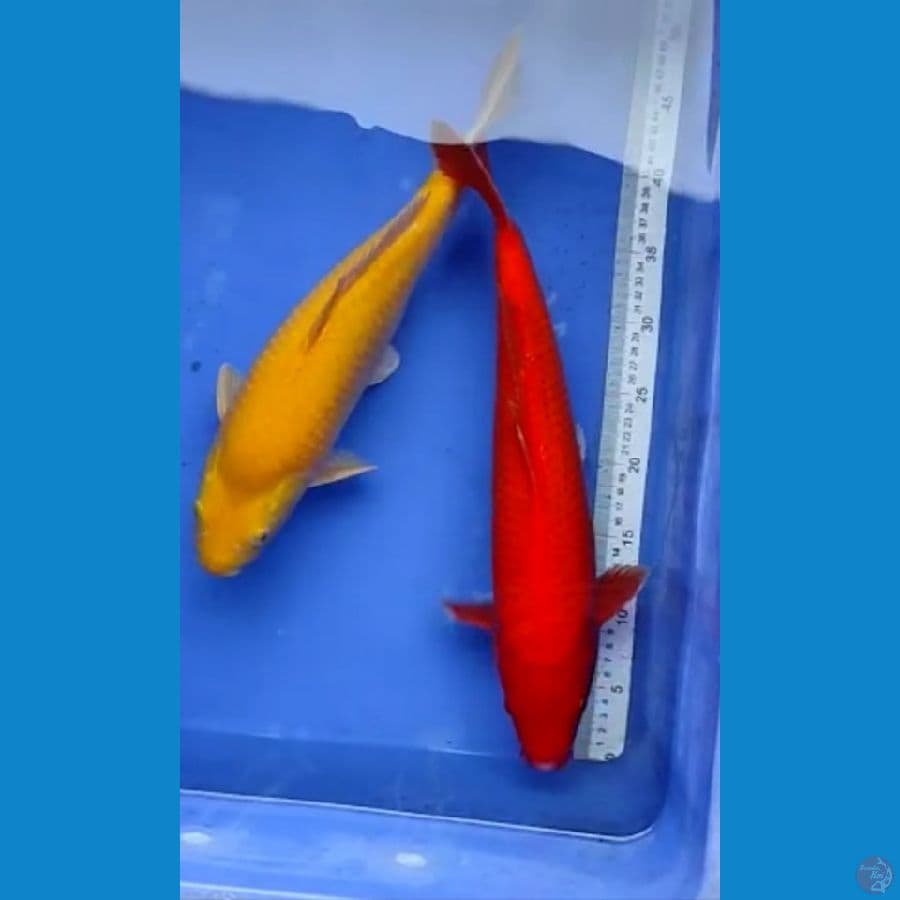 Karasi 40 cm