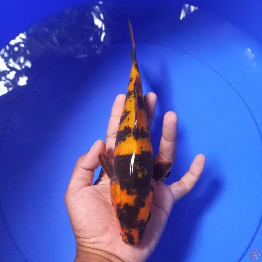 *KI UTSURI//25 CM*