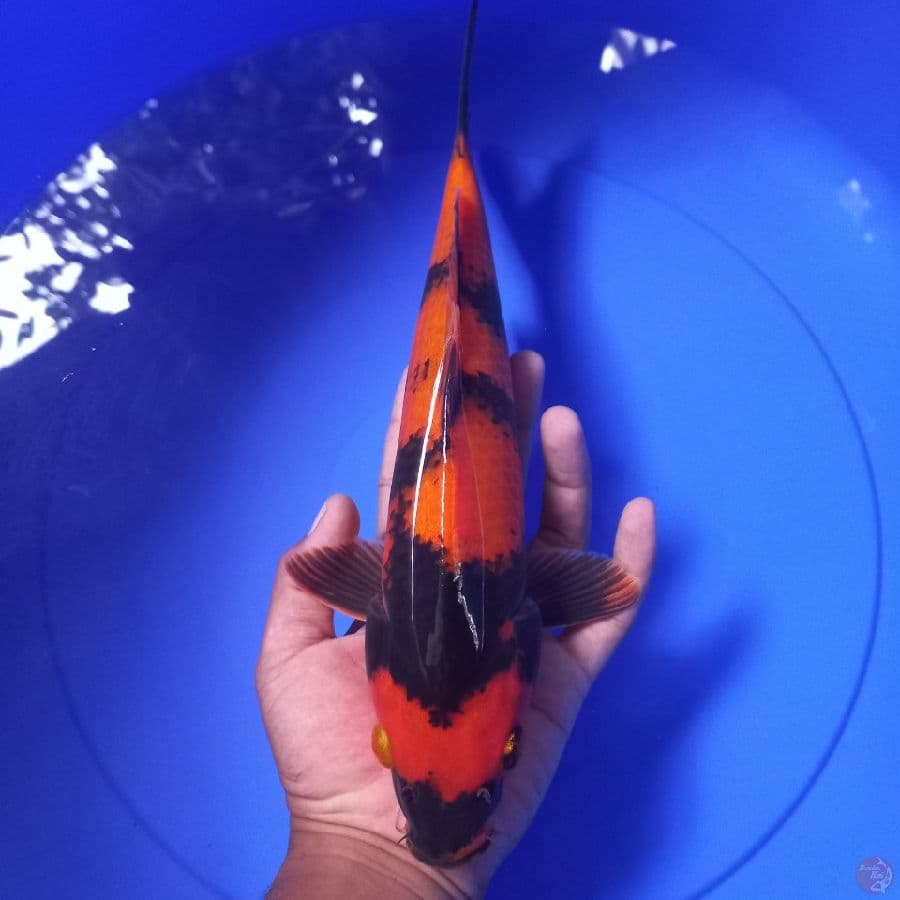 *HI UTSURI// 33CM*