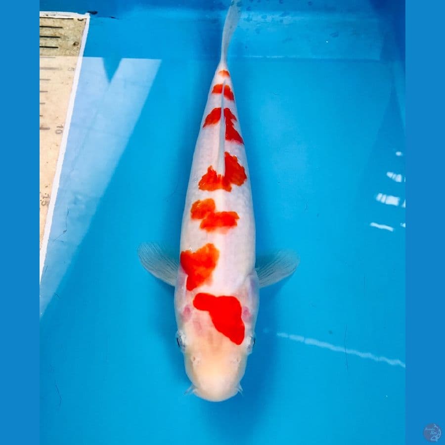 kohaku sakura 25cm