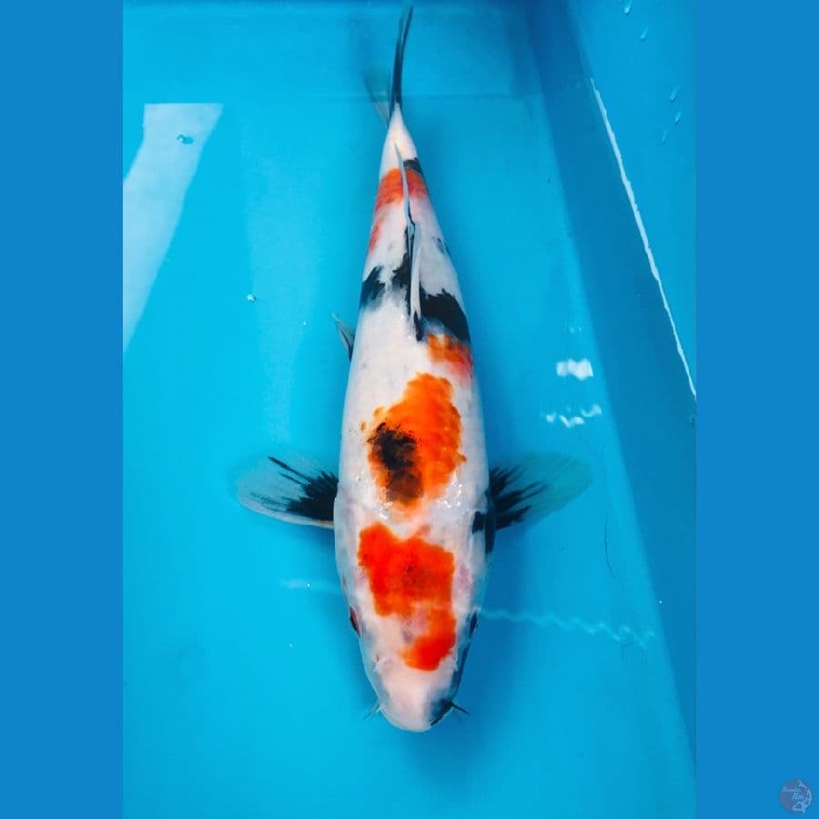 showa 27cm