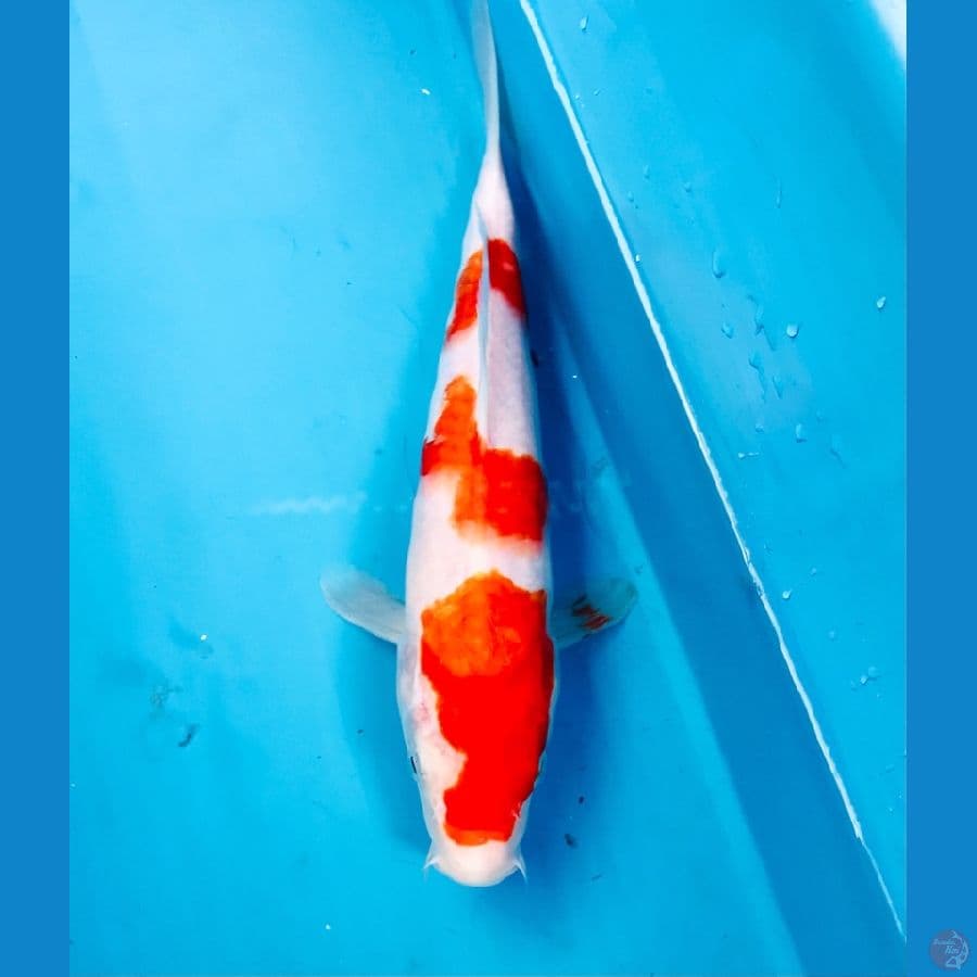 kohaku 25cm