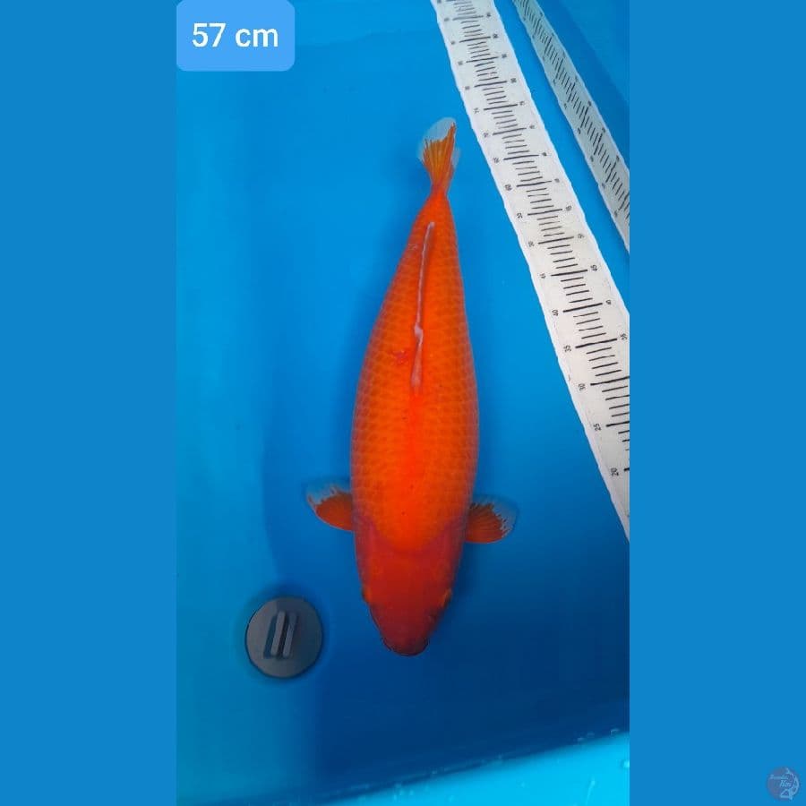 benigoi super jumbo bulky 57 cm