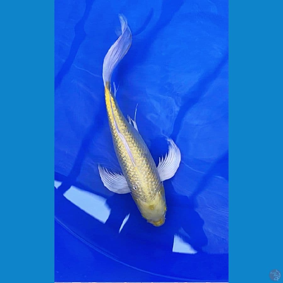 kumpay ogon ginrin 50cm
