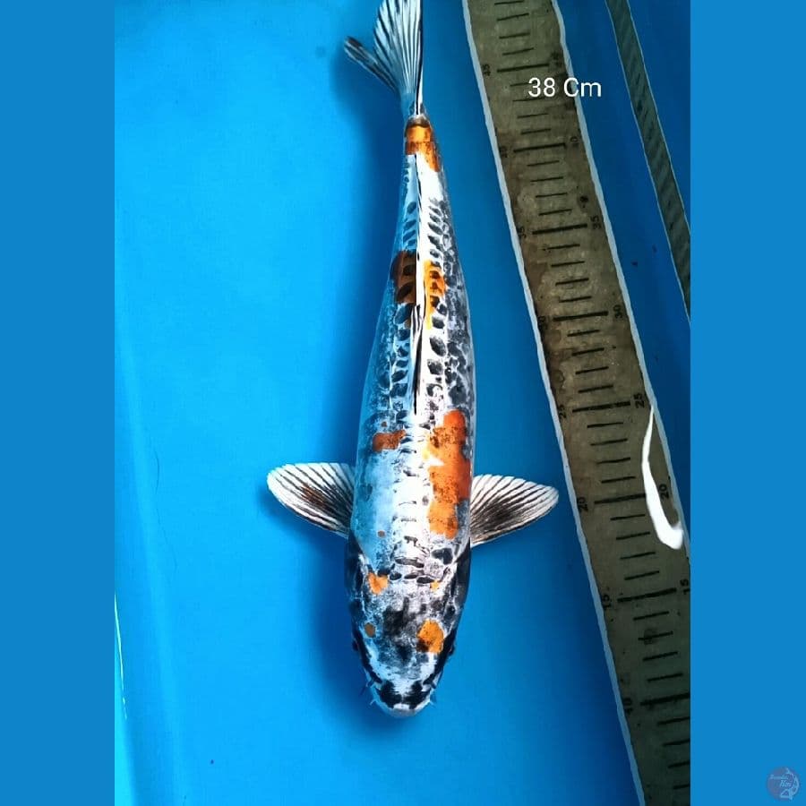 Kikokuryu Male 38 Cm