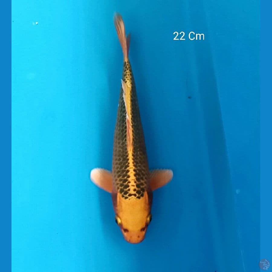 Kin Matsuba 22 Cm