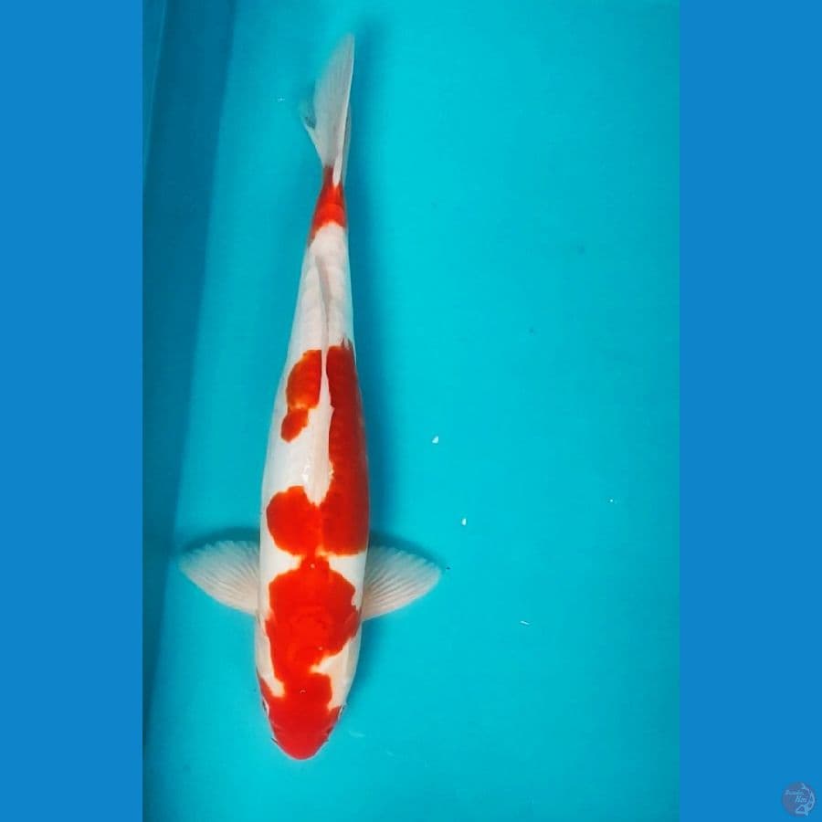 Kohaku Doit 37cm Male