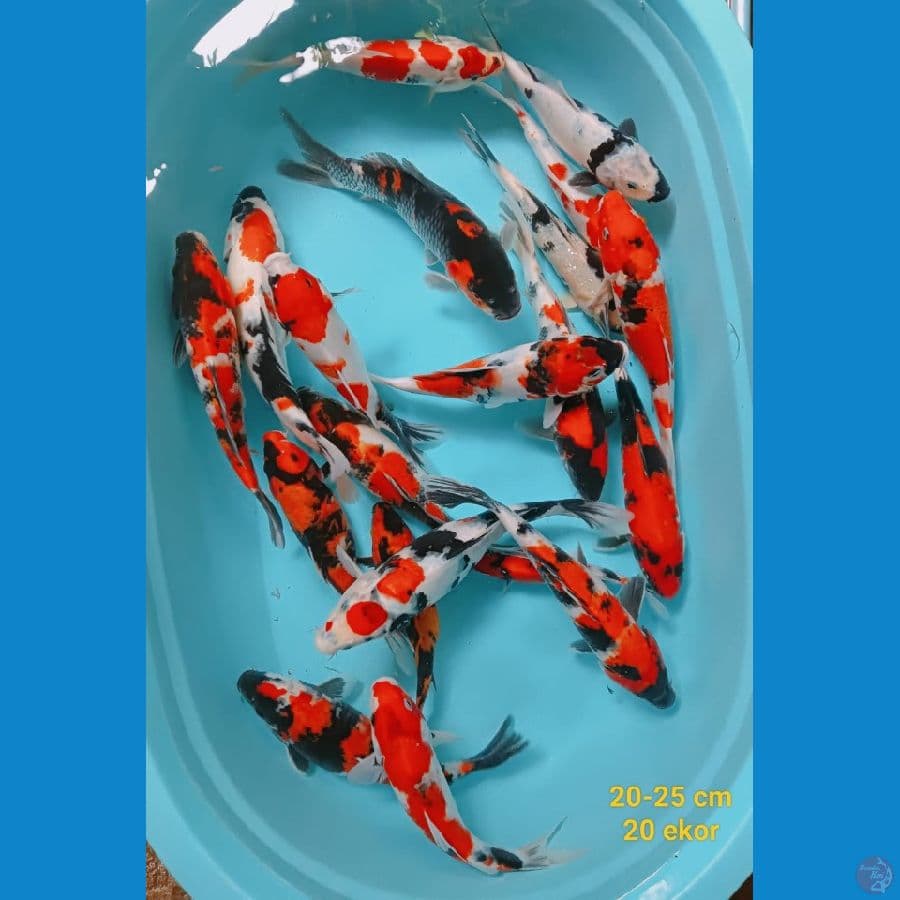 paket 20 ekor 20-25 cm
