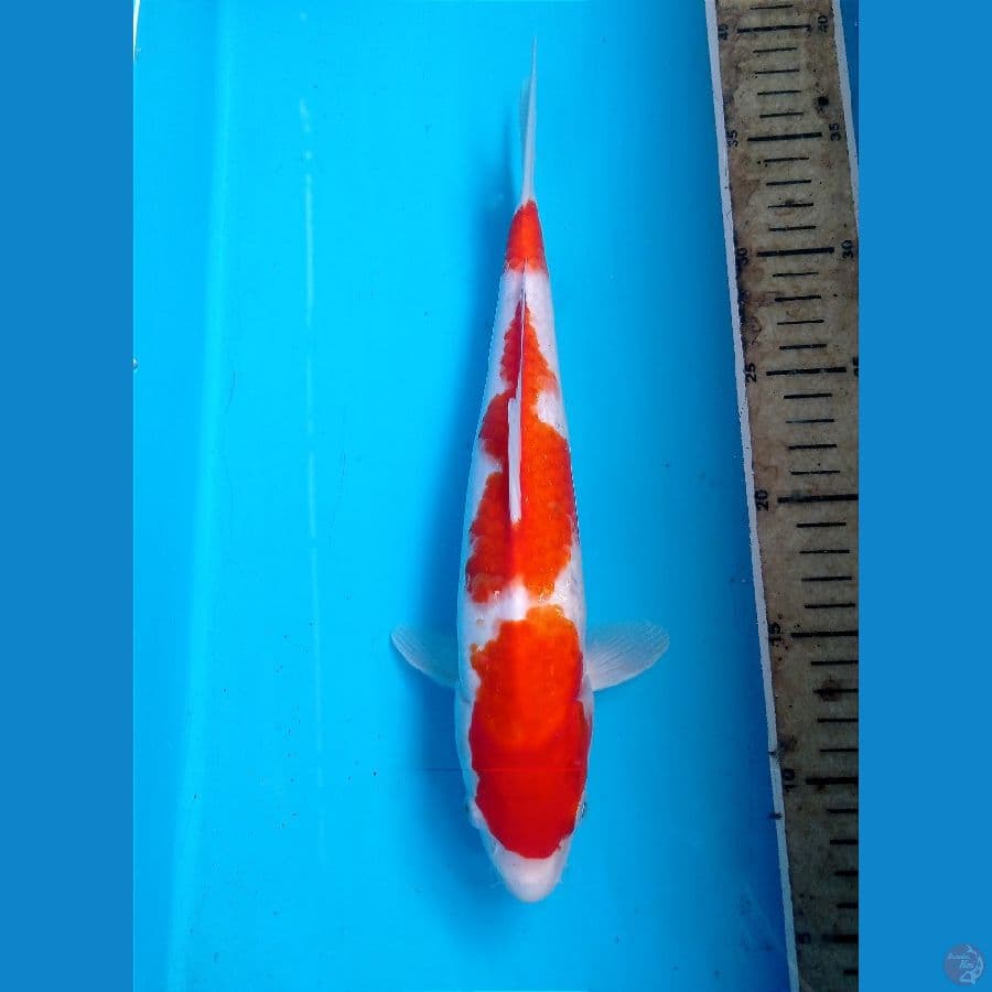 kohaku 30 cm