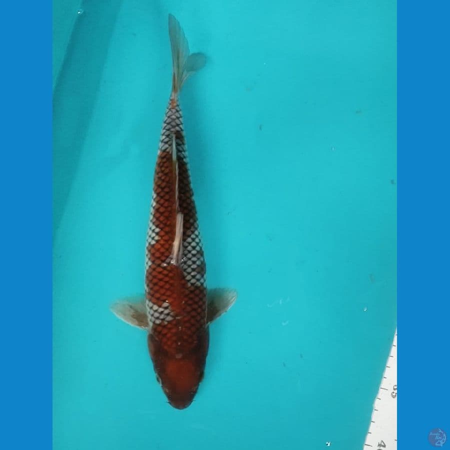 Ochiba Shigure 31cm Male