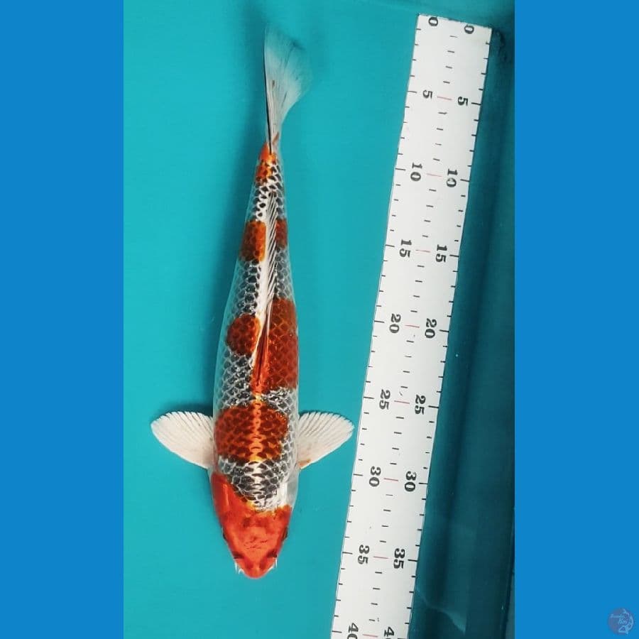 Kujaku 33cm Male