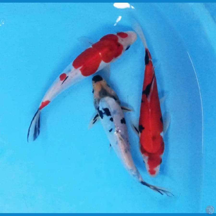 Peket mix 3 ekor 20 - 22 cm