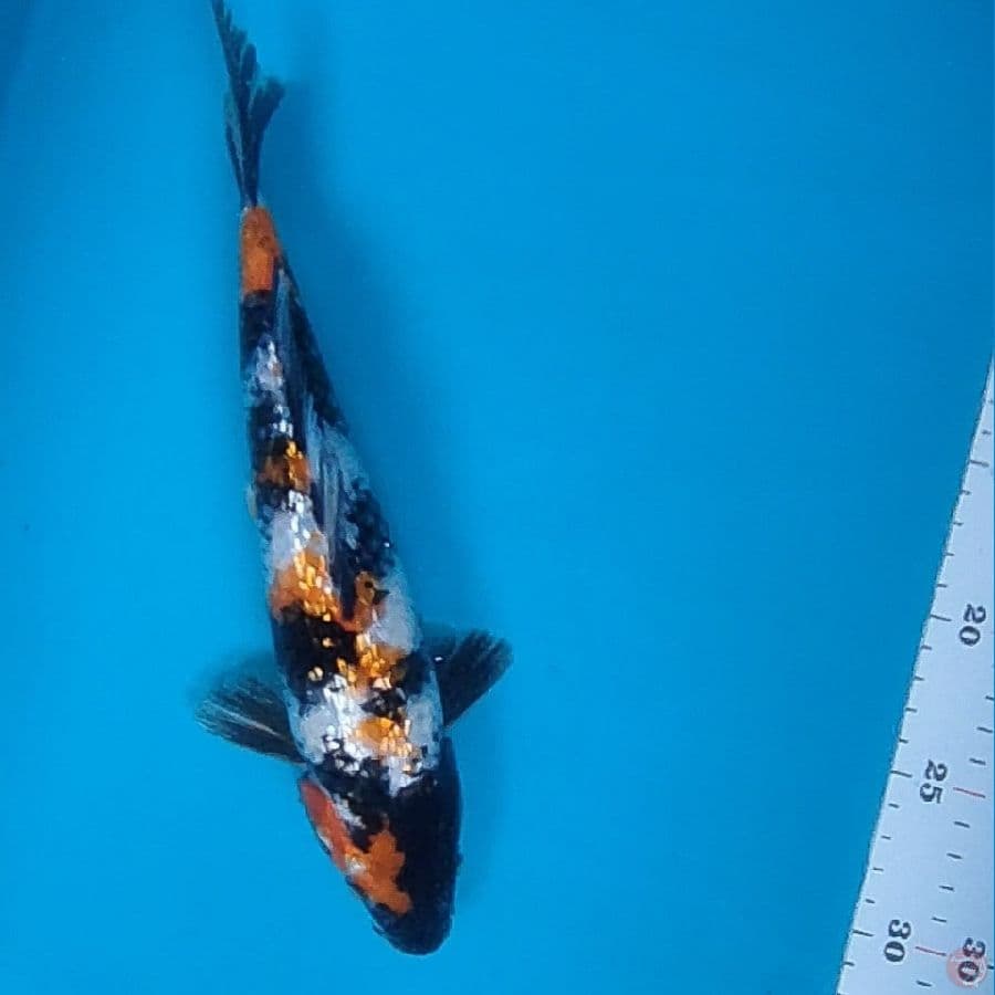 Showa Ginrin 28cm Male