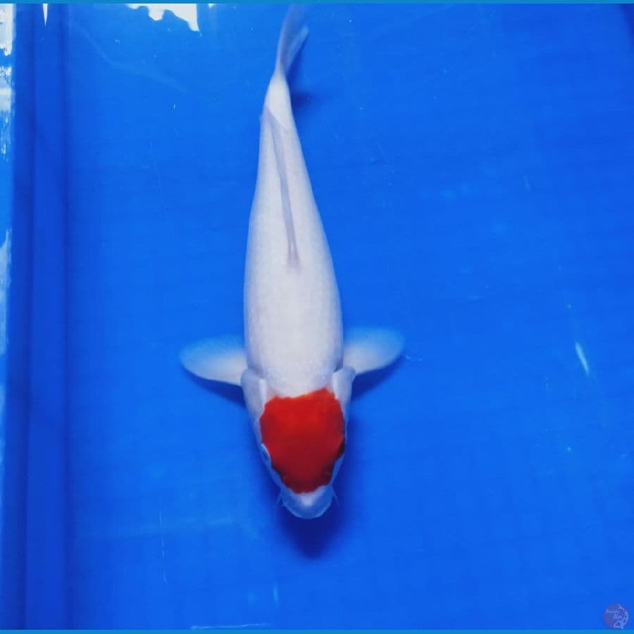 MKC KOI GRUB