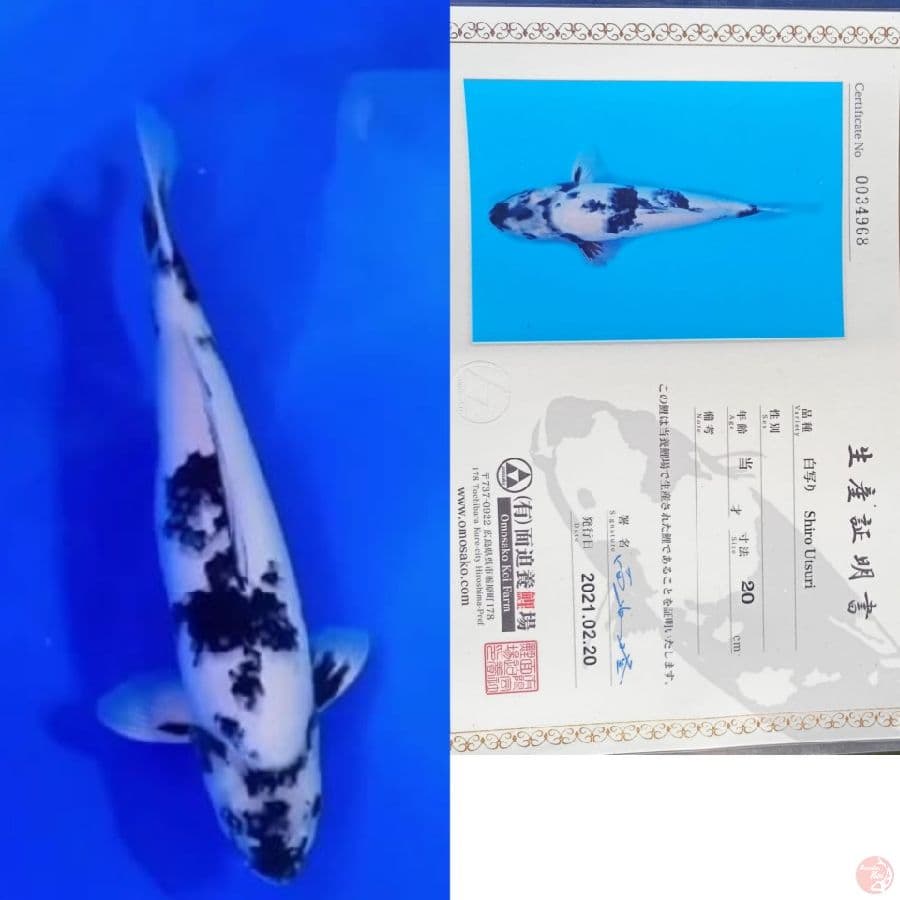 certi indukan shiro omosako