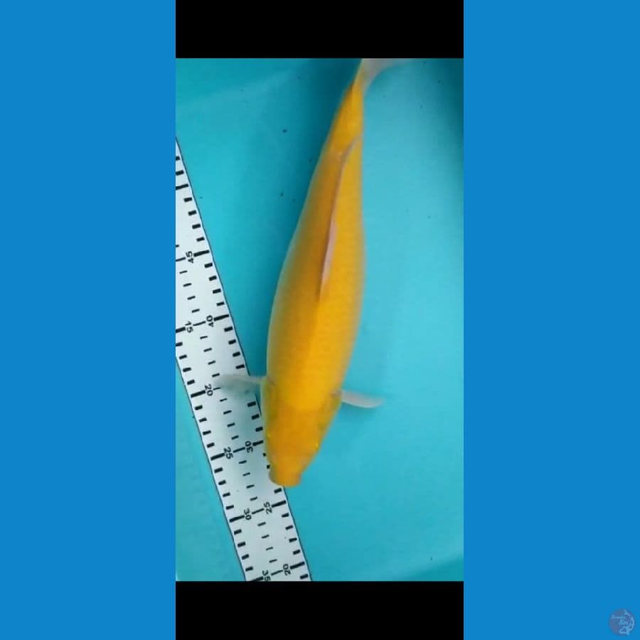 karasi MM 35cm
