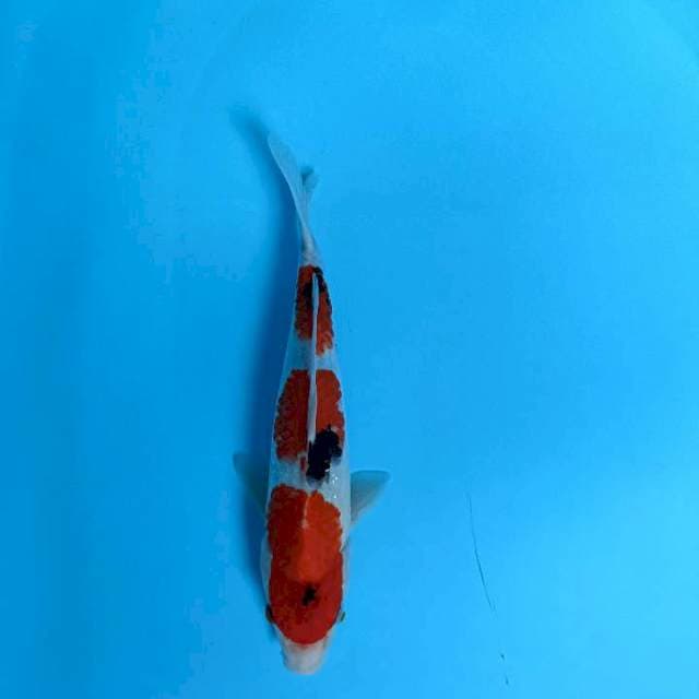 Showa 30cm